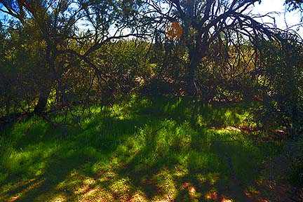 McDowell Mountain Regional Park, February 12, 2015